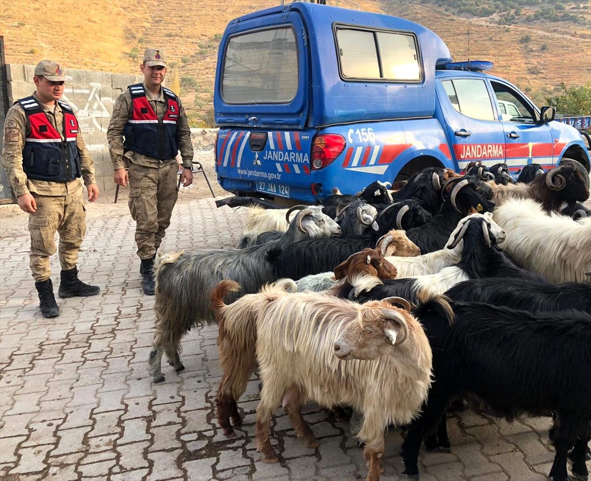 Kaybolan keçiler jandarma tarafından 48 saat sonra bulundu