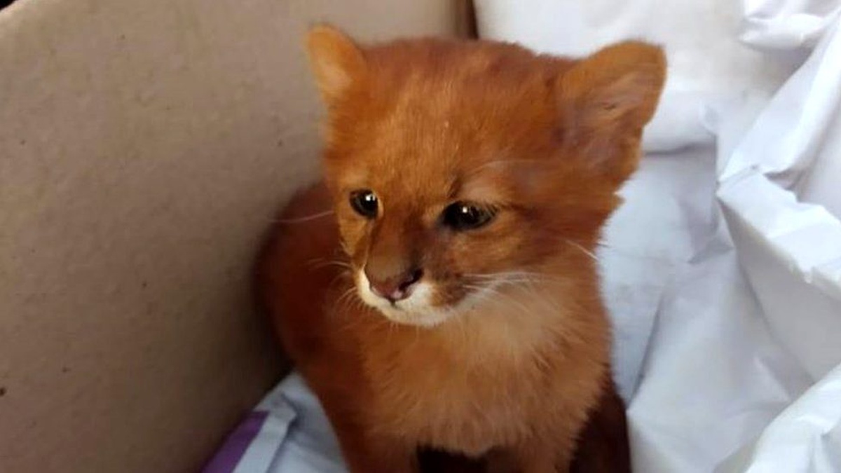 Eve getirdiği \'kedi yavruları\' puma çıktı