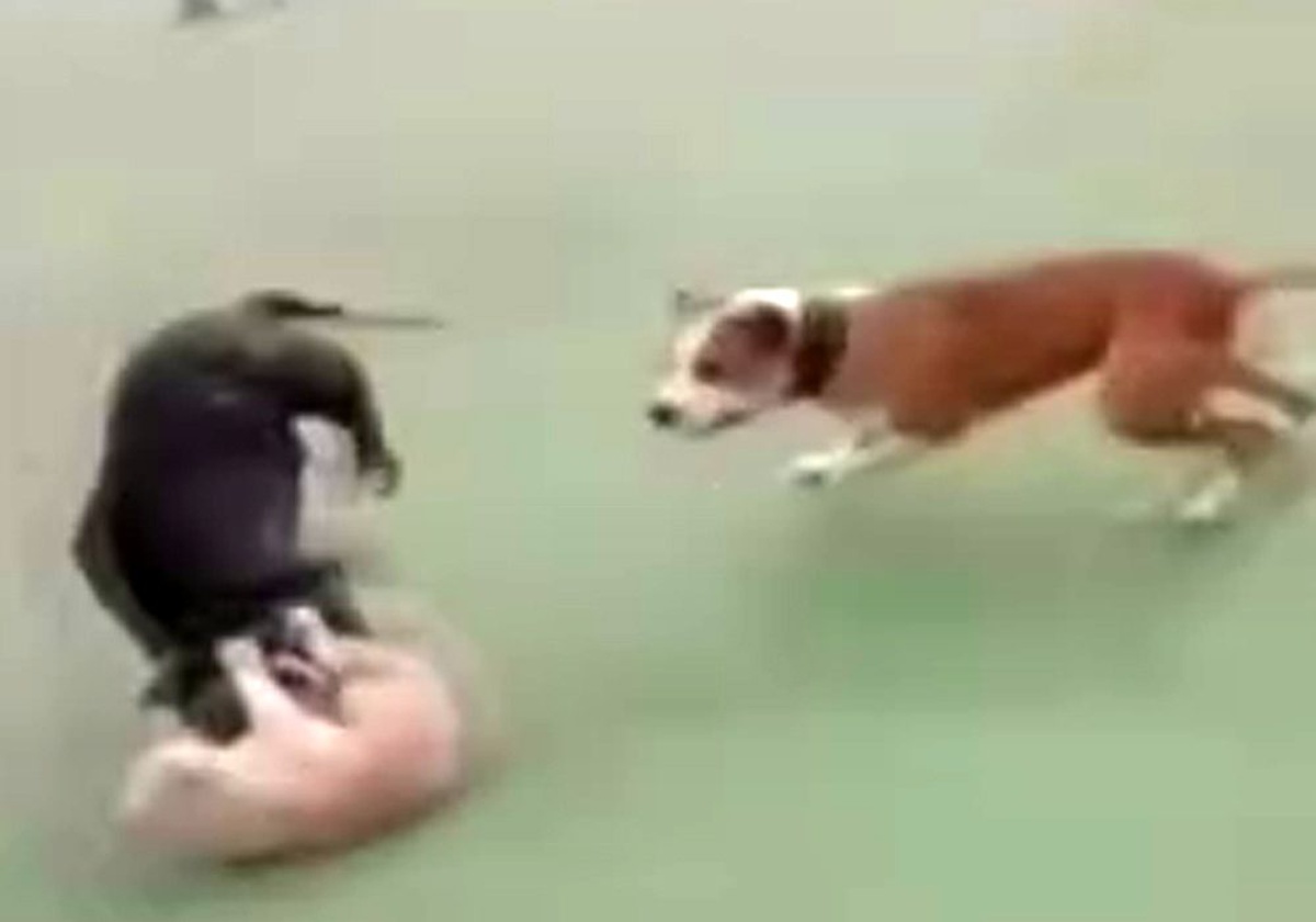 Kediyi köpeklere parçalattı, o görüntülere tepki yağdı