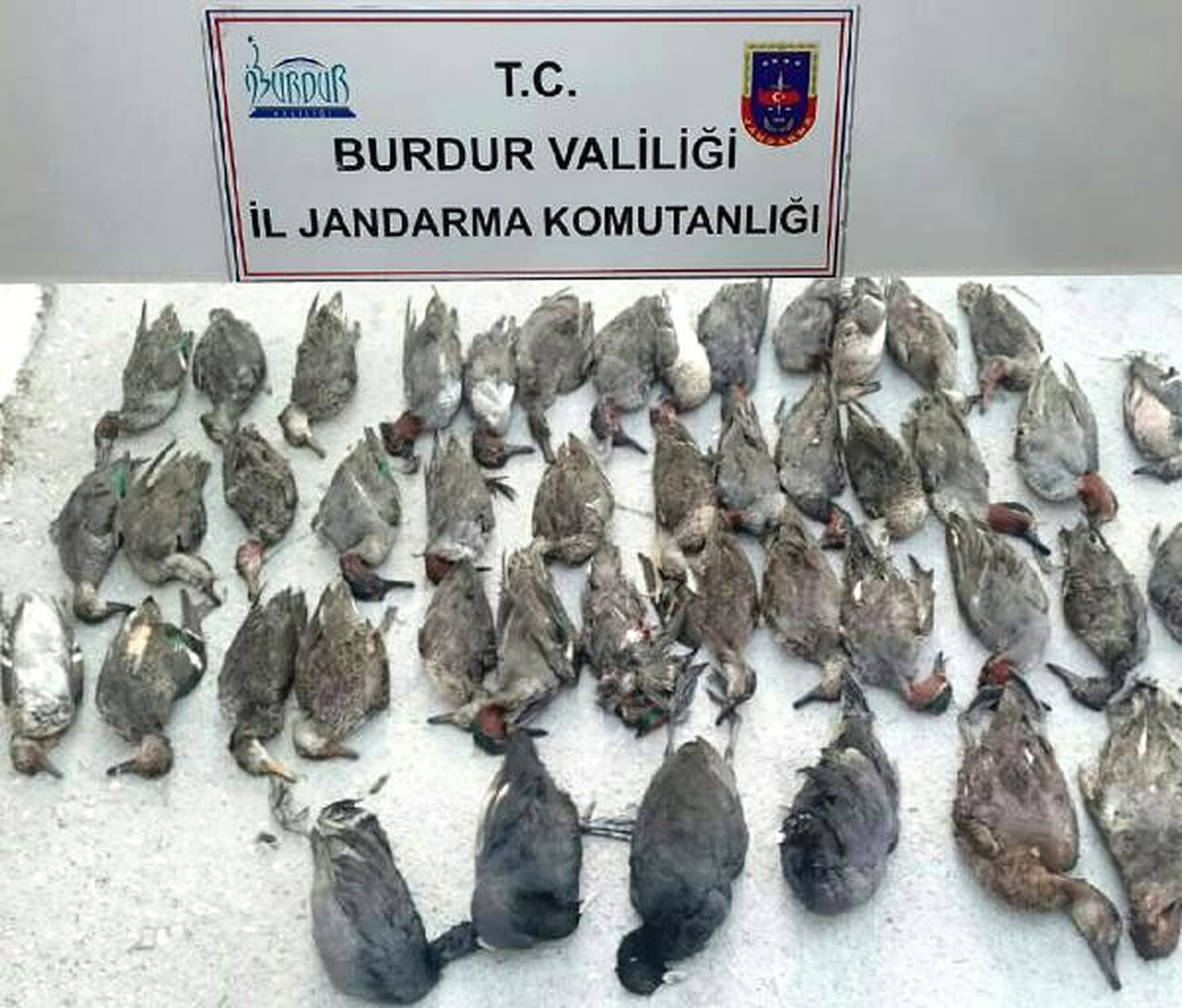 Kota fazlası ördek avına 18 bin lira ceza