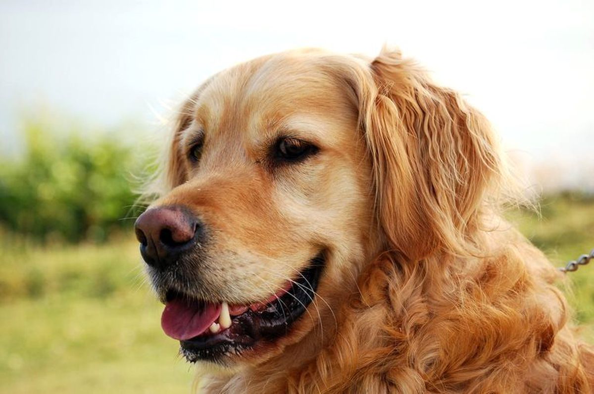 Londra\'da 32 bin sterlin yıllık brüt maaşla köpek bakıcısı ilanı