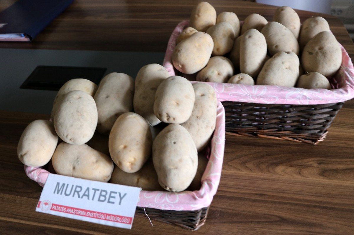 Milli patates çeşitleri Leventbey ve Muratbey tarla yolunda
