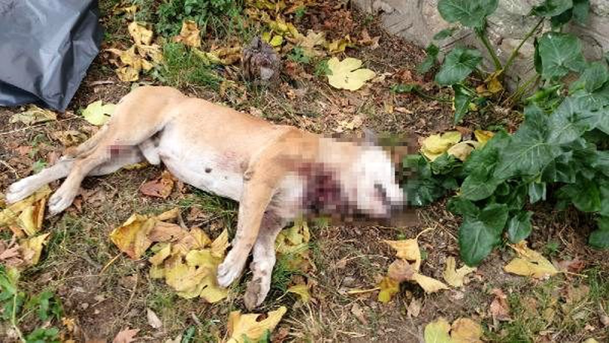 Okul bahçesinde, boğazı kesilmiş köpek ölüsü bulundu