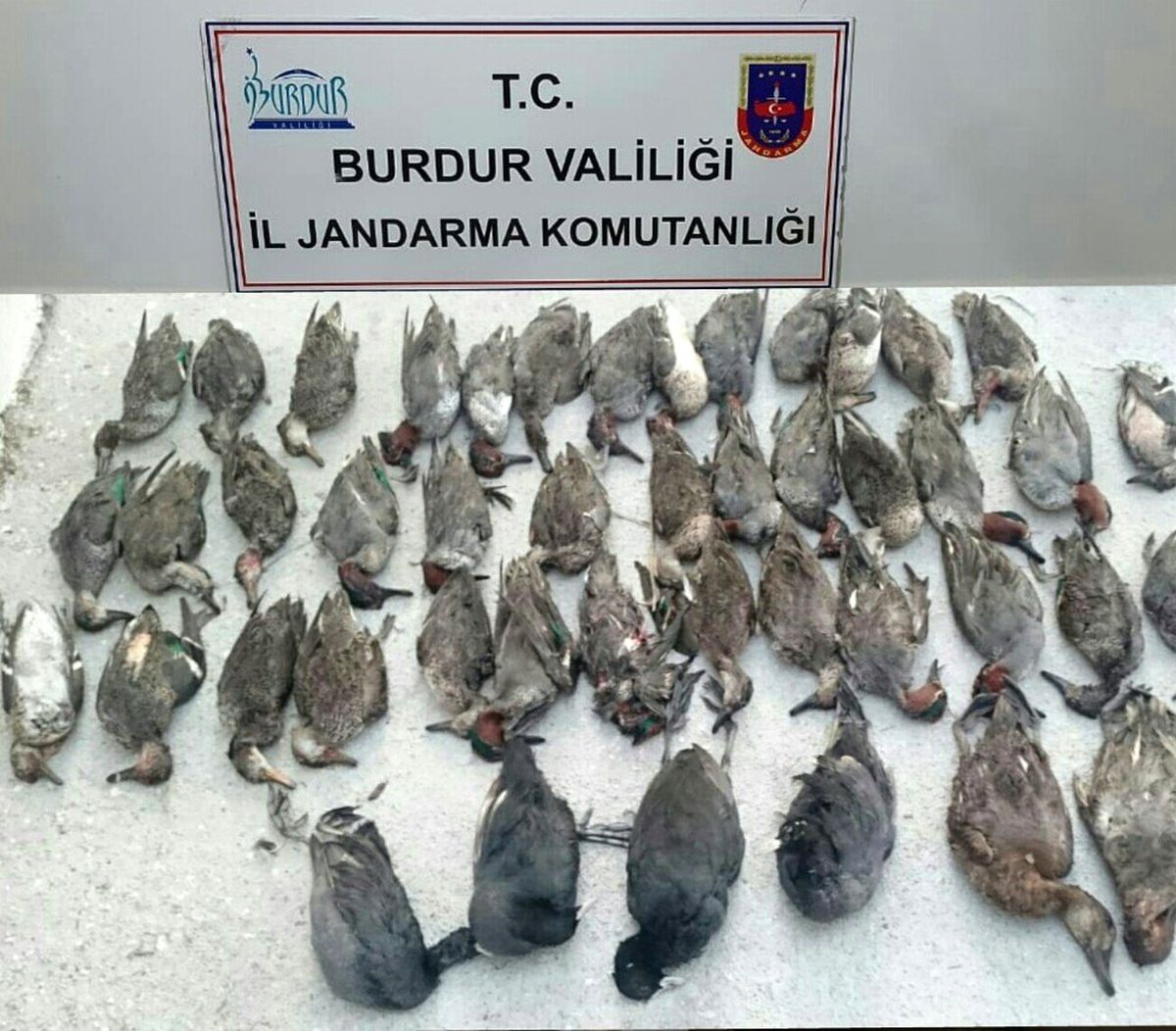 Ördek avcısına 18 bin 996 lira ceza