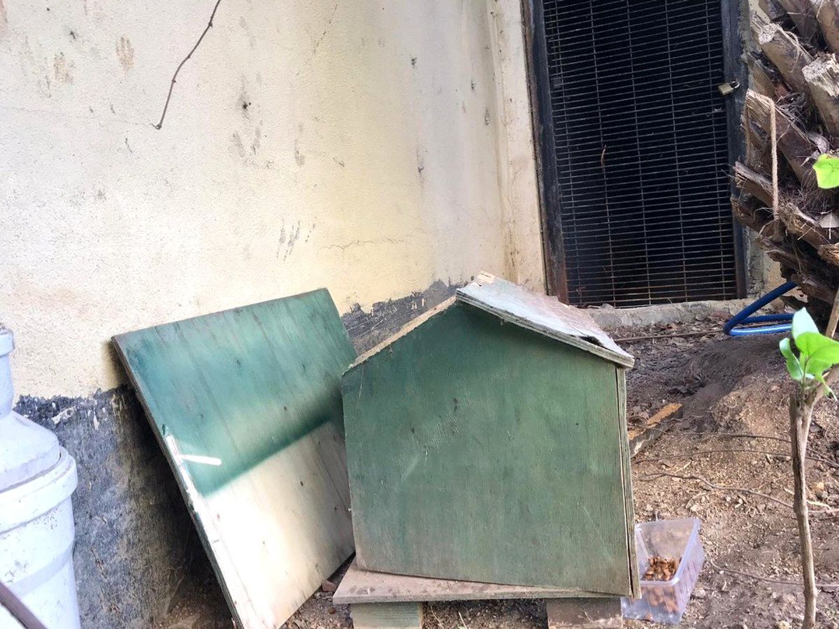(Özel) Ataşehir\'de lüks sitede kedi evi tartışması