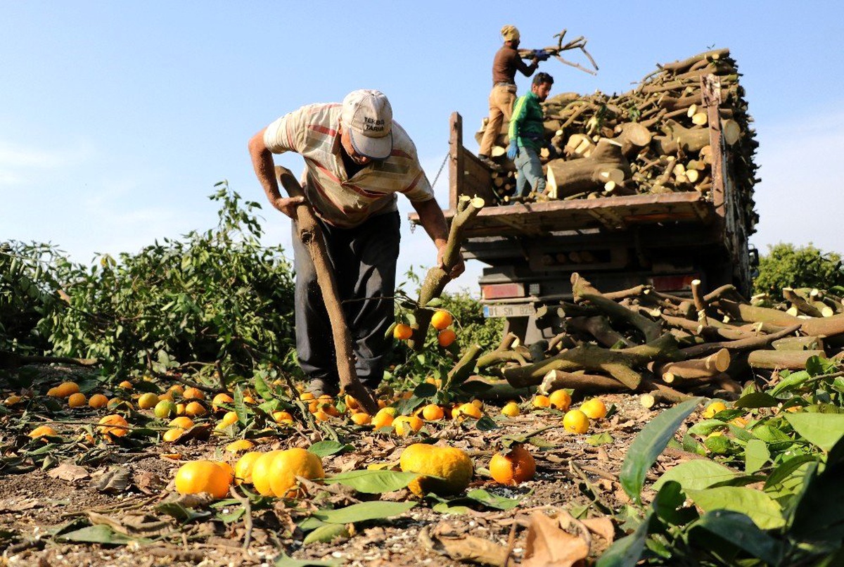 Para etmeyen mandalina ağaçlarını, yeni cinsle değiştiriyor