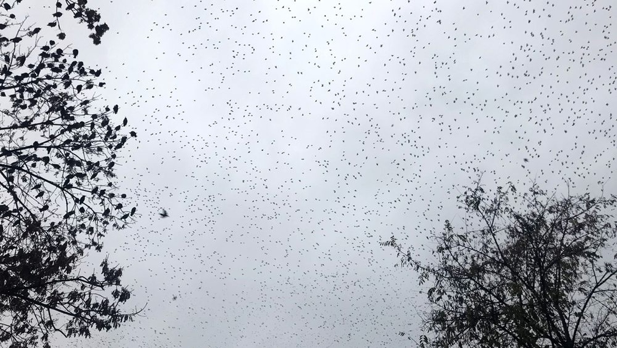 Sığırcık kuşlarının gökyüzündeki dansı mest etti