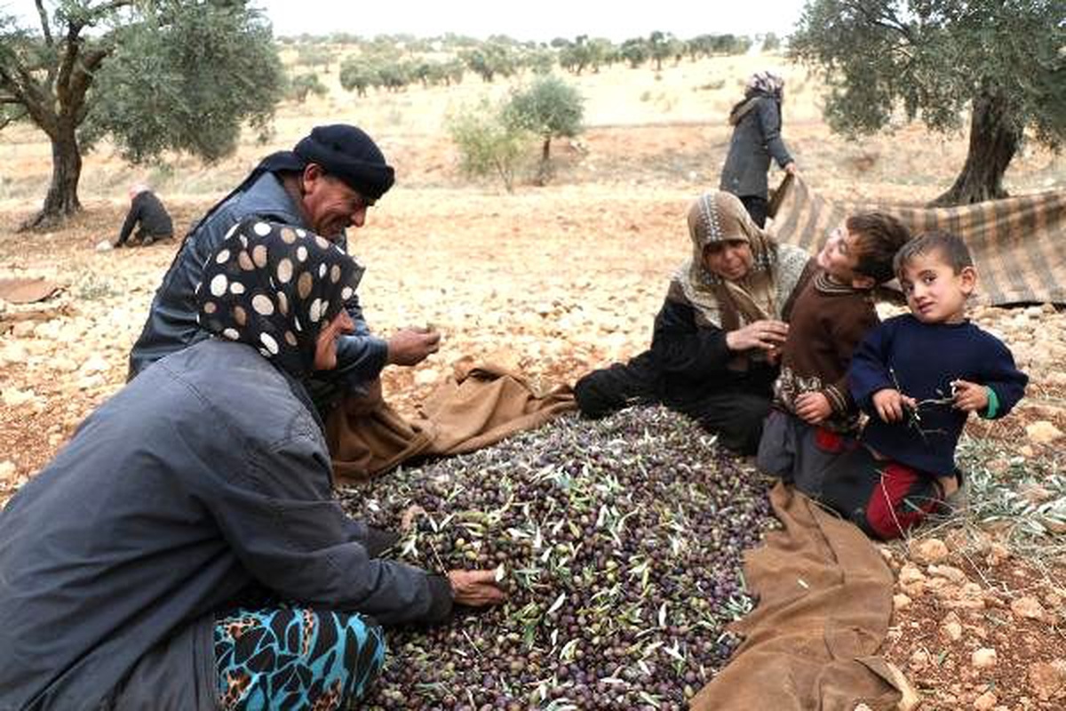 Suriye\'de rejim bombardımanı altında zeytin hasadı