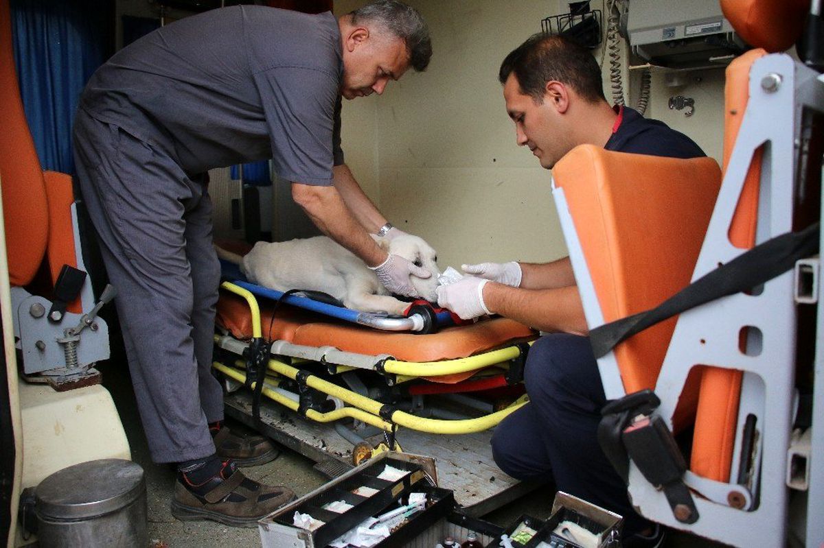 Yaralı ve bakıma muhtaç sokak ayvanları için 7/24 ambulans hizmeti
