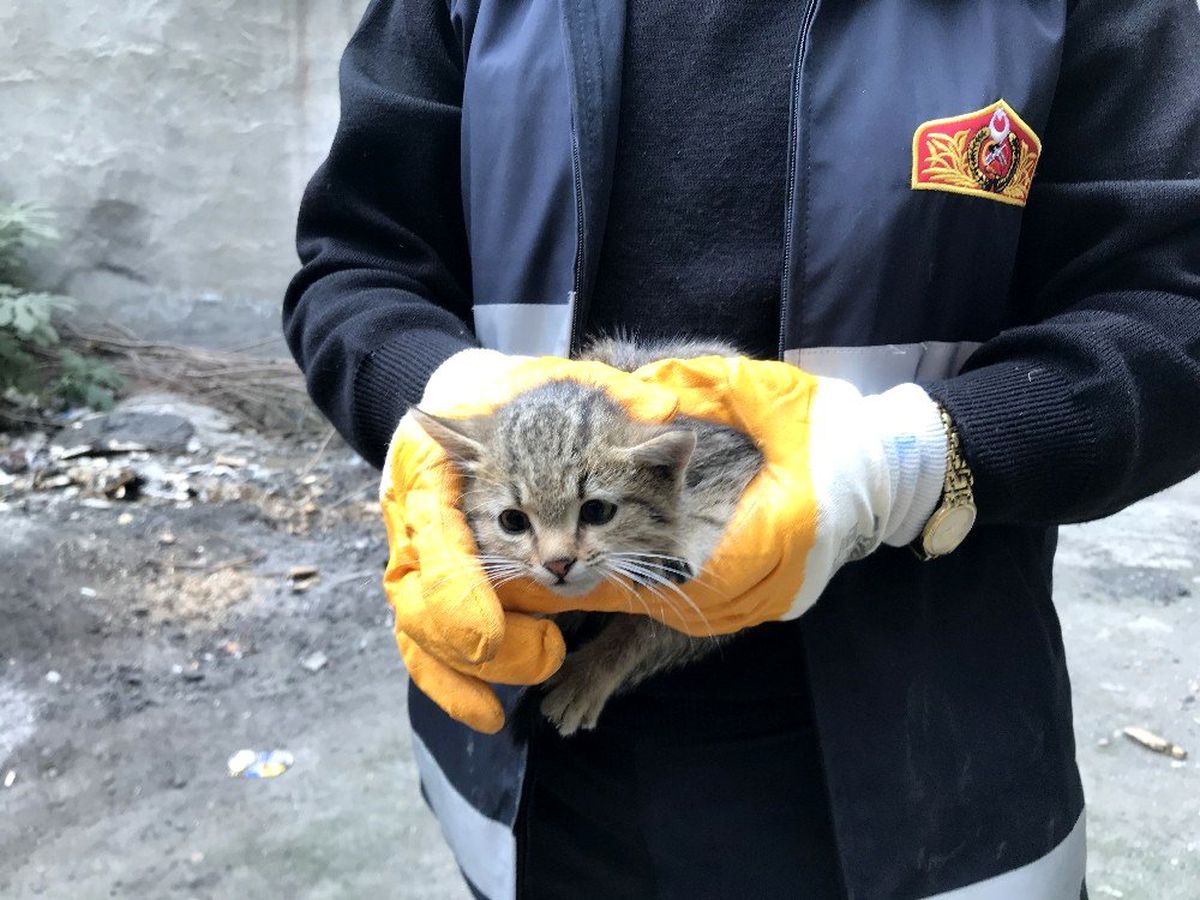 Yavru kedi özgürlüğüne kavuştu