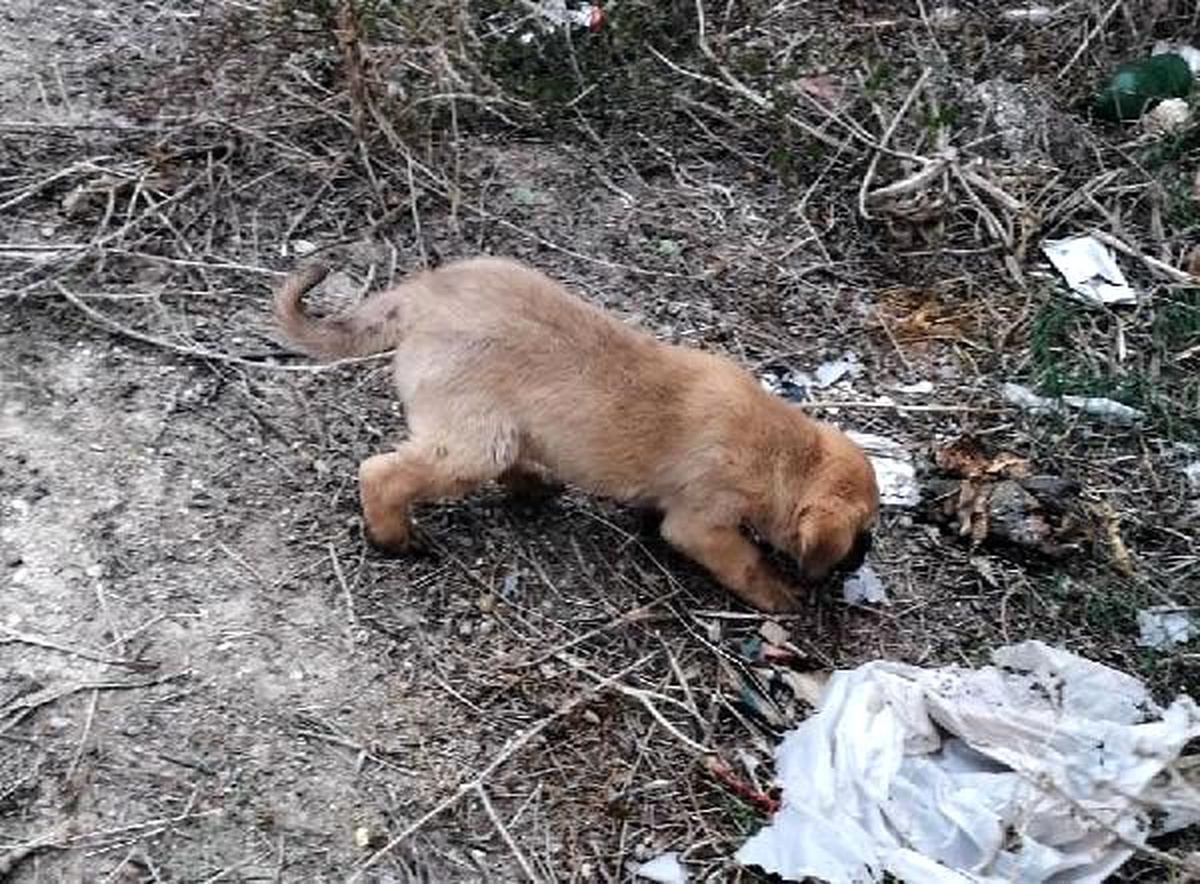 Yavru köpekleri sıkıştığı yerden itfaiye kurtardı