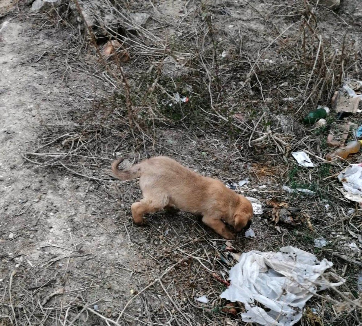 Yavru köpekleri sıkıştıkları yerden itfaiye kurtardı