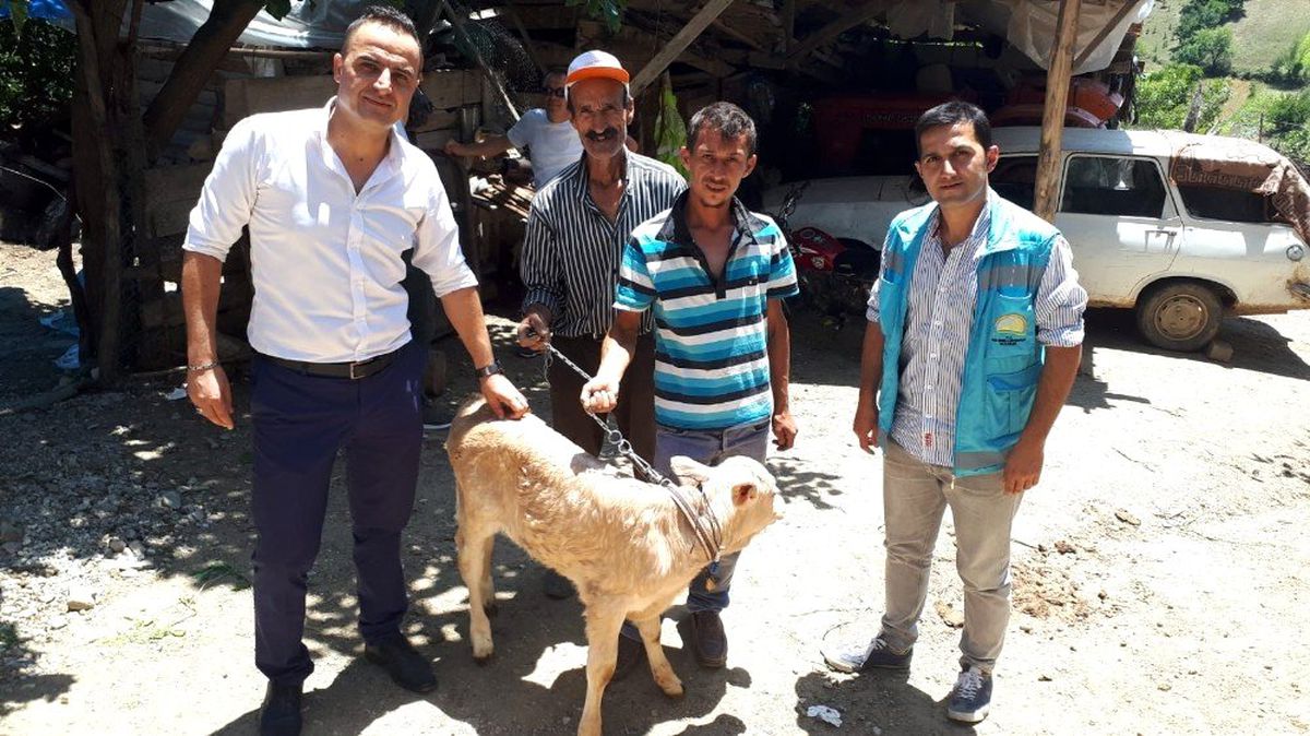 Yeni doğan buzağılar için devlet desteği