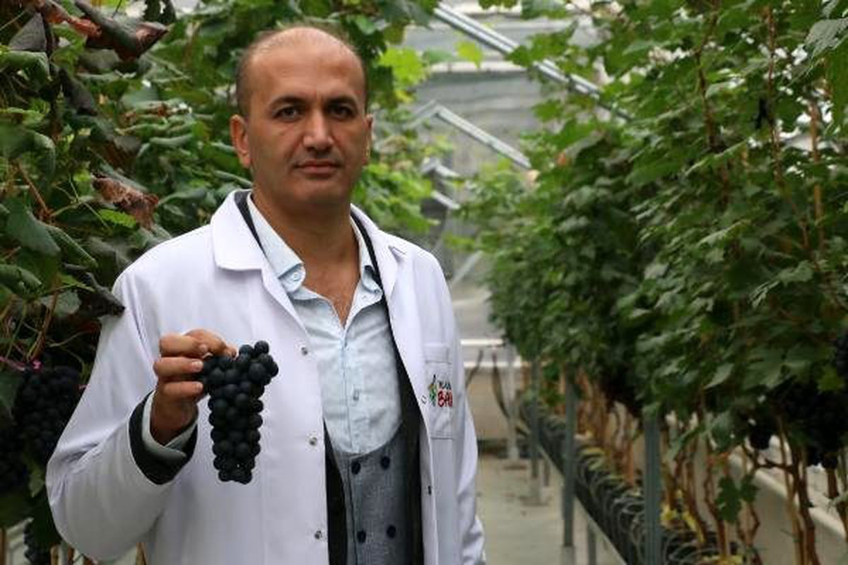 Yılda 2 kez üzüm hasadı hedefi gerçek oldu