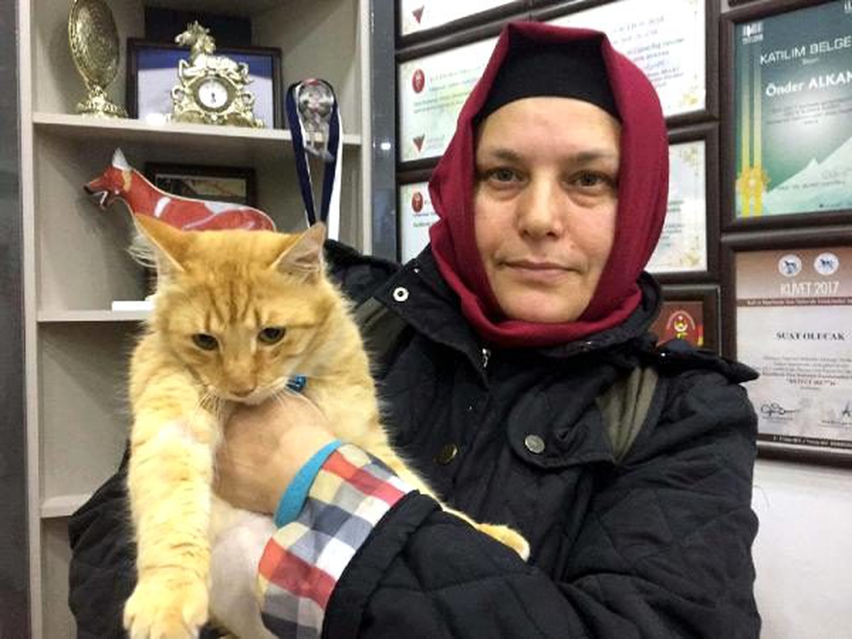 Araçların çarptığı kedi ve şahine tedavi