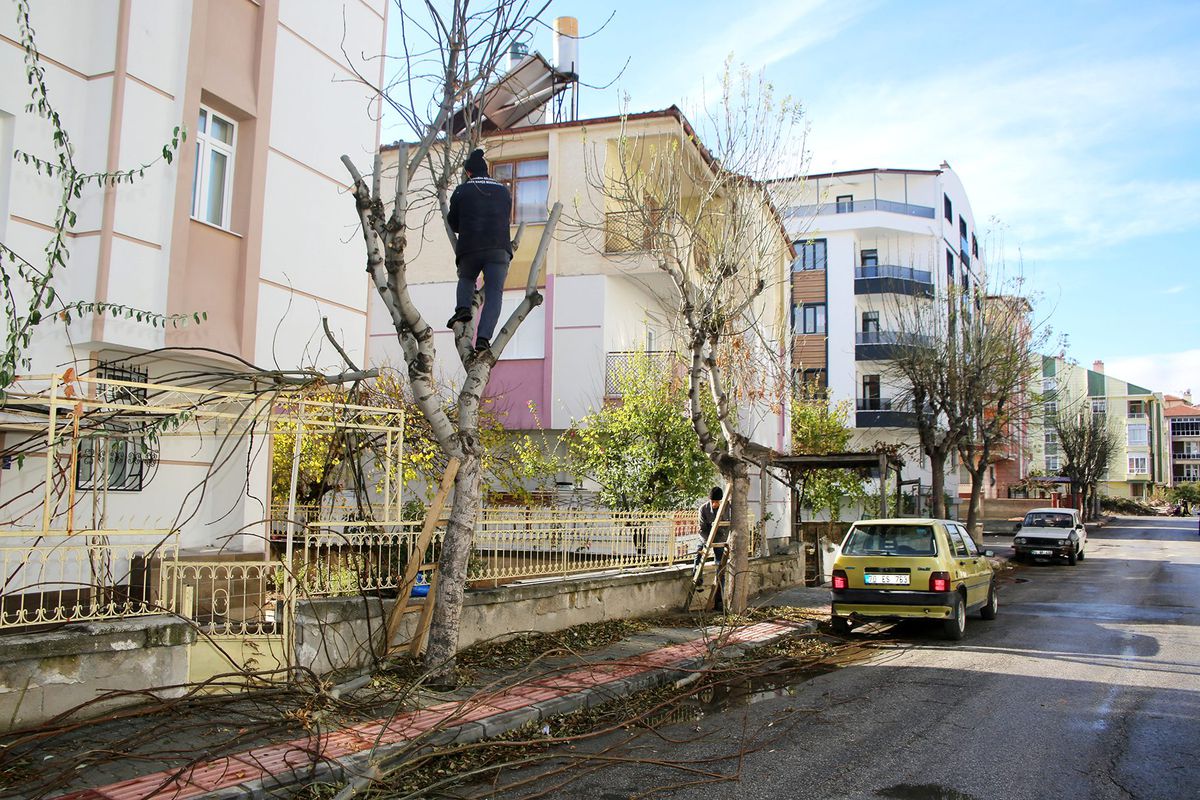 Belediye Ekiplerince ağaçlar budanıyor