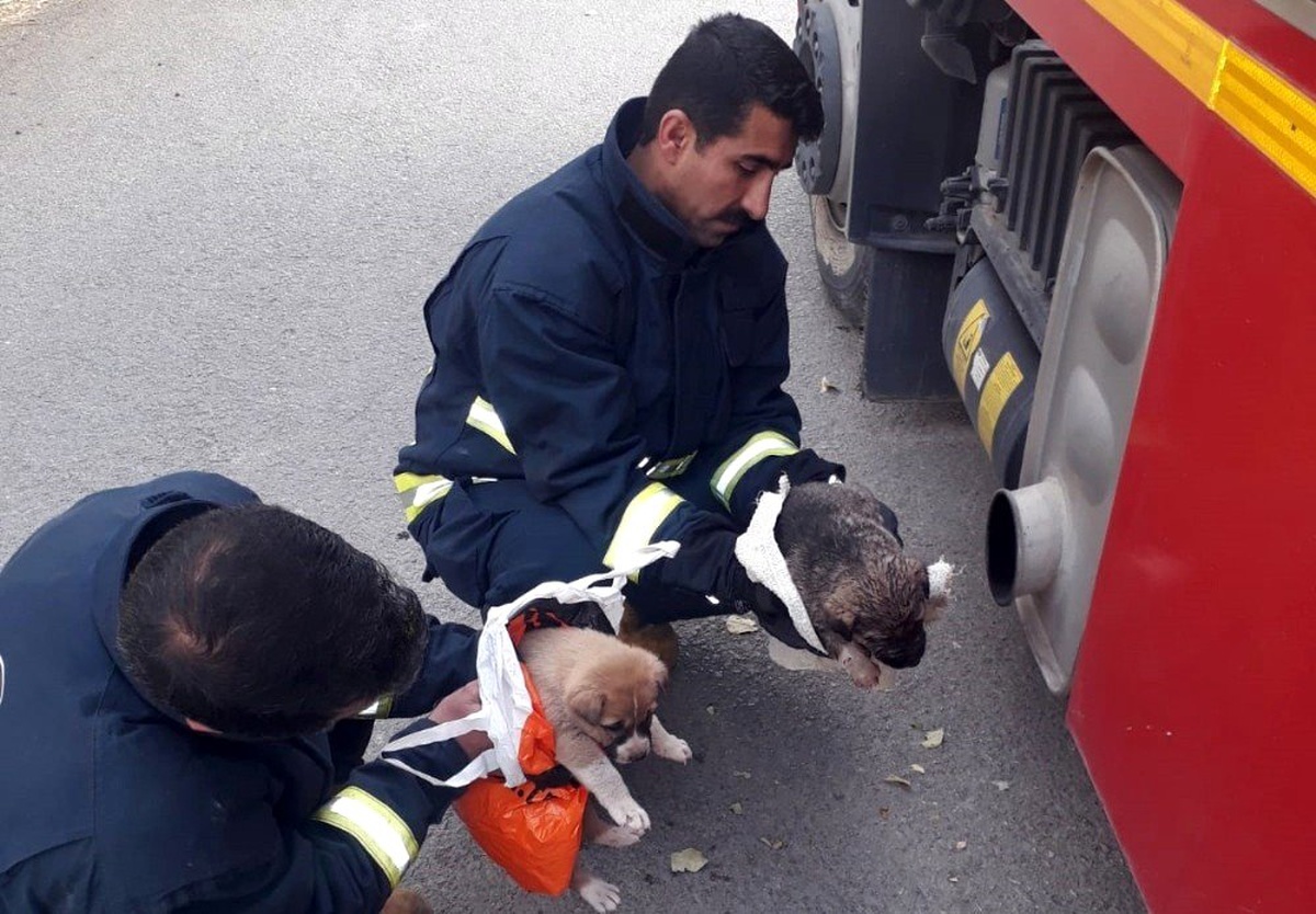 Dereden kurtarılan yavru köpekler araç egzozuyla ısıtıldı