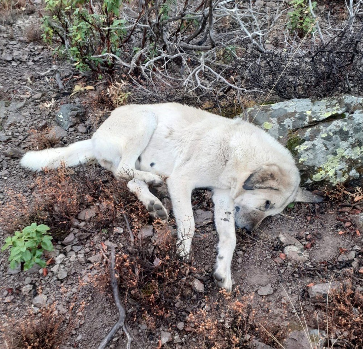 Hayvan hırsızları çoban köpeklerini zehirledi