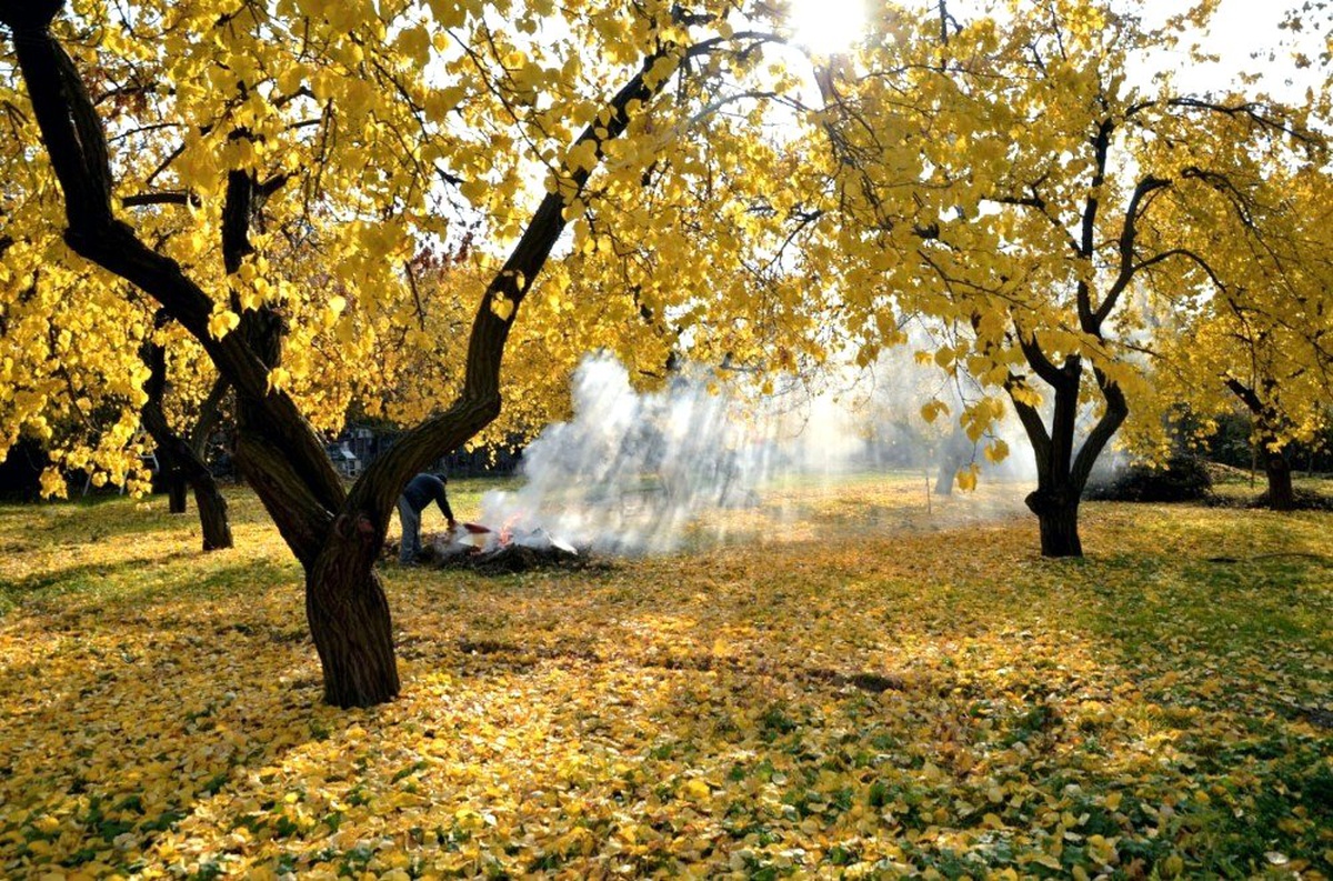 Kayısı ağaçlarında sonbahar uyarısı