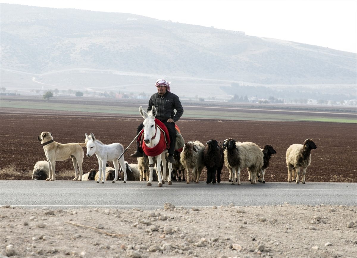 Koruma altındaki beyaz eşeklerin sayısı artıyor