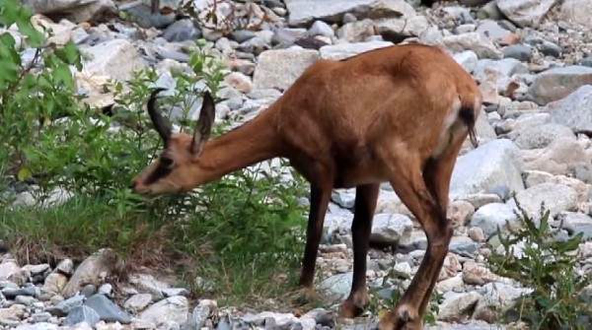Koruma altındaki çengel boynuzlu dağ keçileri görüntülendi
