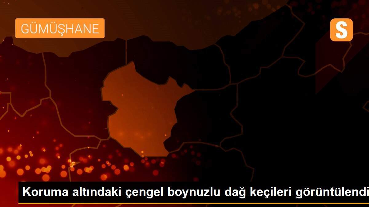 Koruma altındaki çengel boynuzlu dağ keçileri görüntülendi