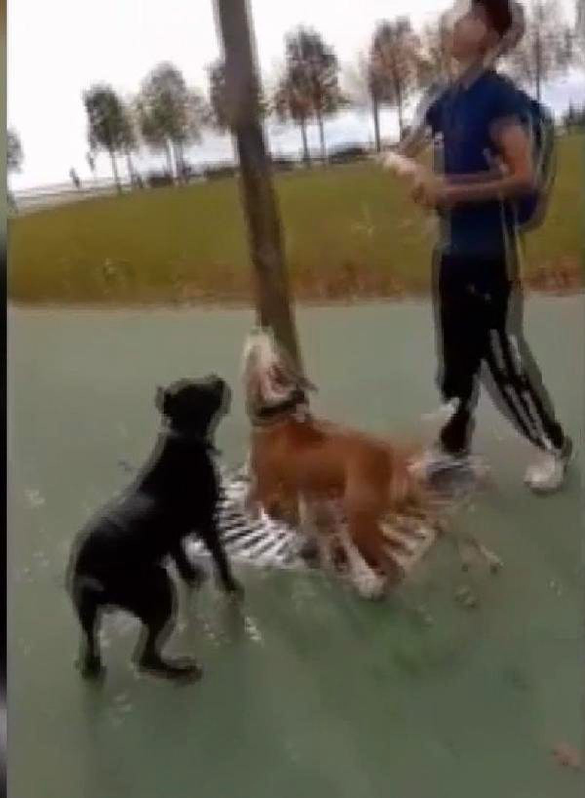 Maltepe\'de hayvanseverlerin tepkisine neden olan vahşet