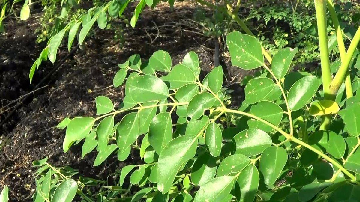 Moringa bitkisi ekonomiye 500 bin TL katkı sağladı