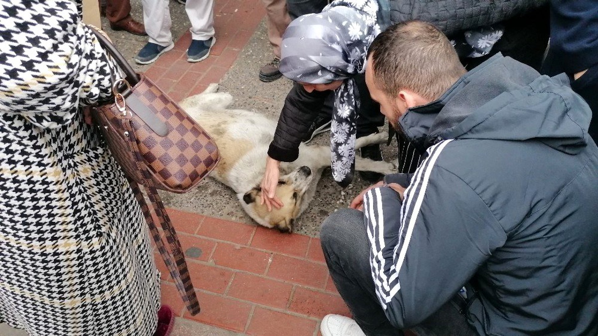 Numaracı köpek vatandaşları seferber etti