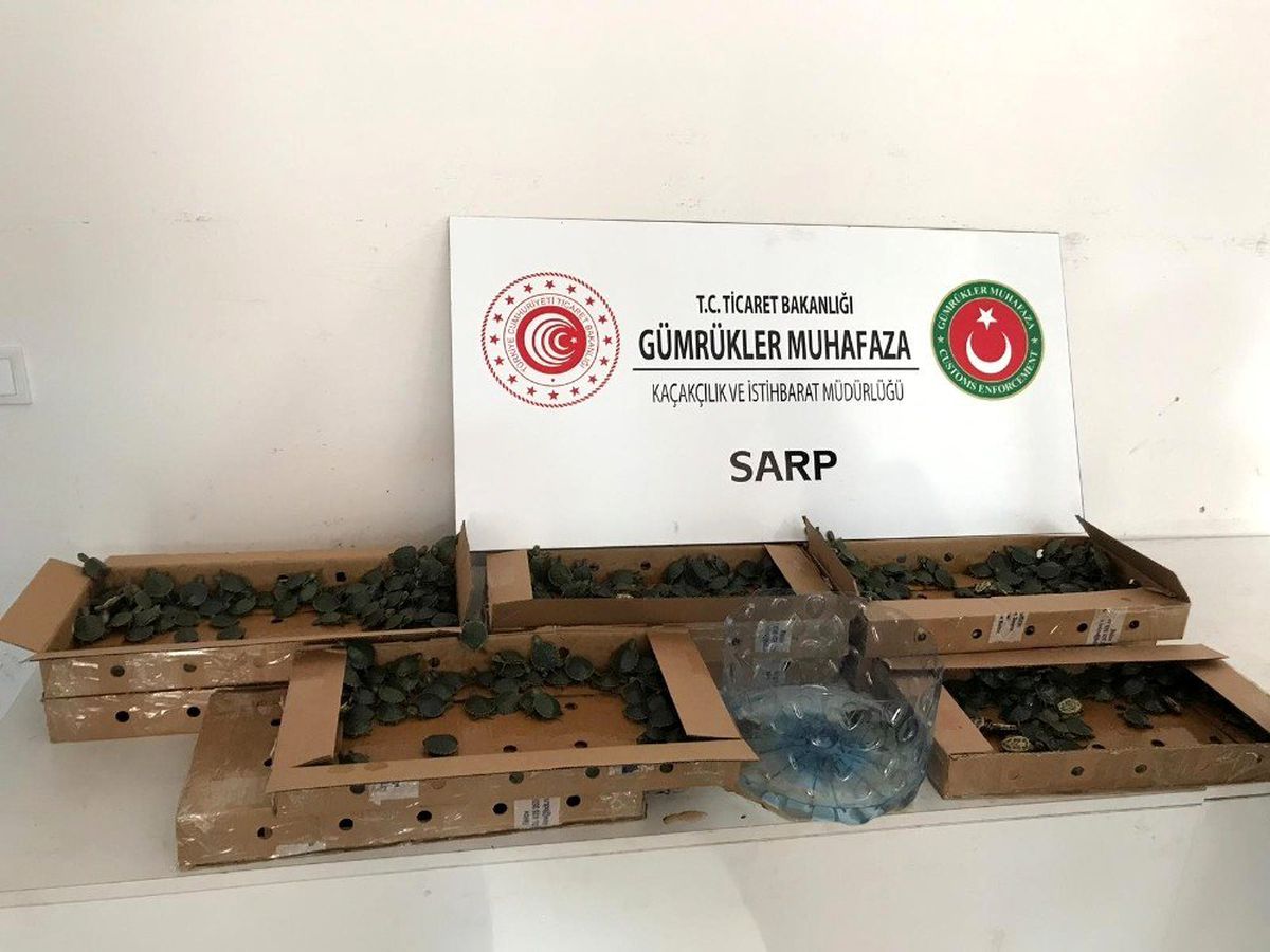 Pizza kutularında 3 bin 400 su kaplumbağası ele geçirildi