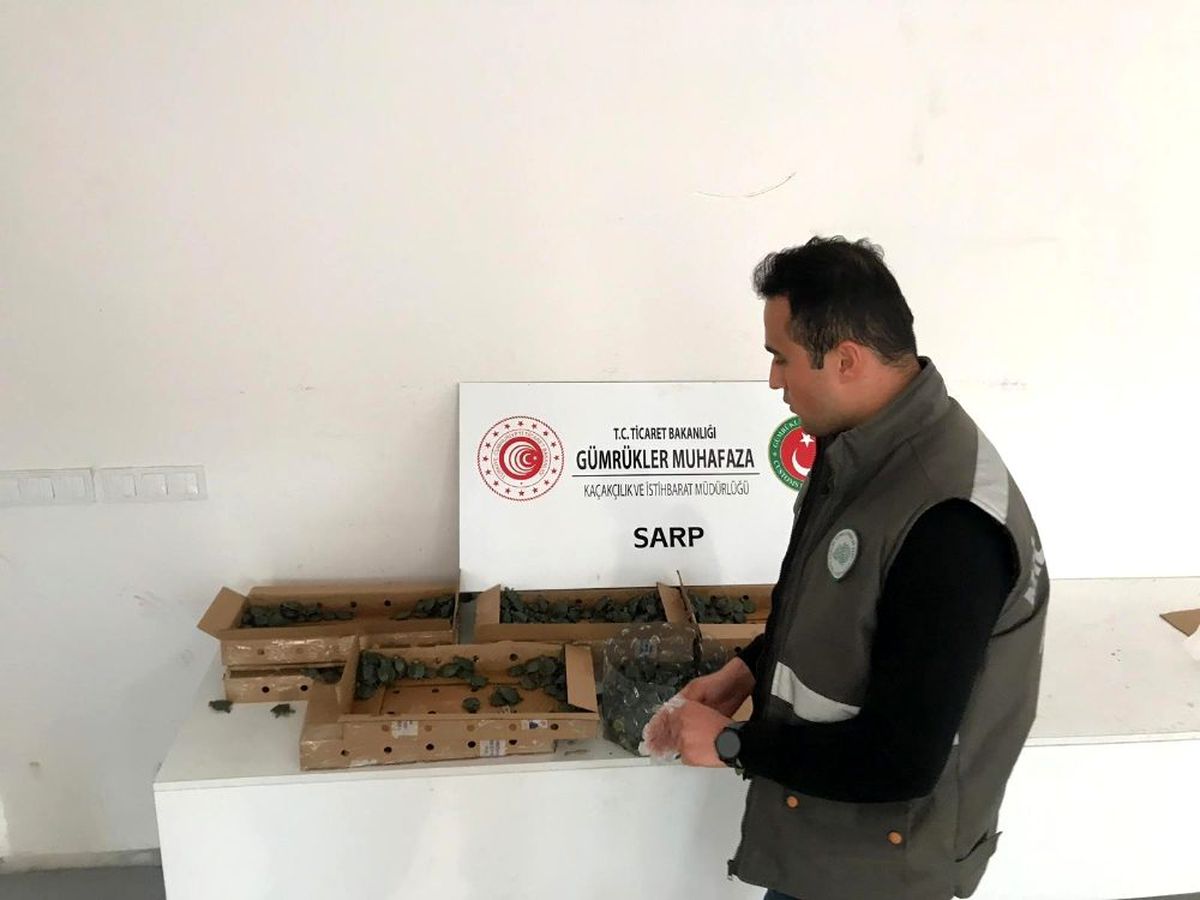 Pizza kutularında 3 bin 400 su kaplumbağası ele geçirildi