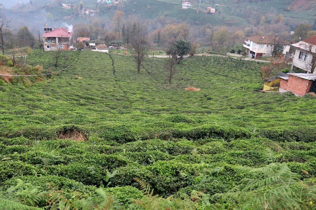 Rize Ziraat Odası Yerli Fidan Yetiştirecek