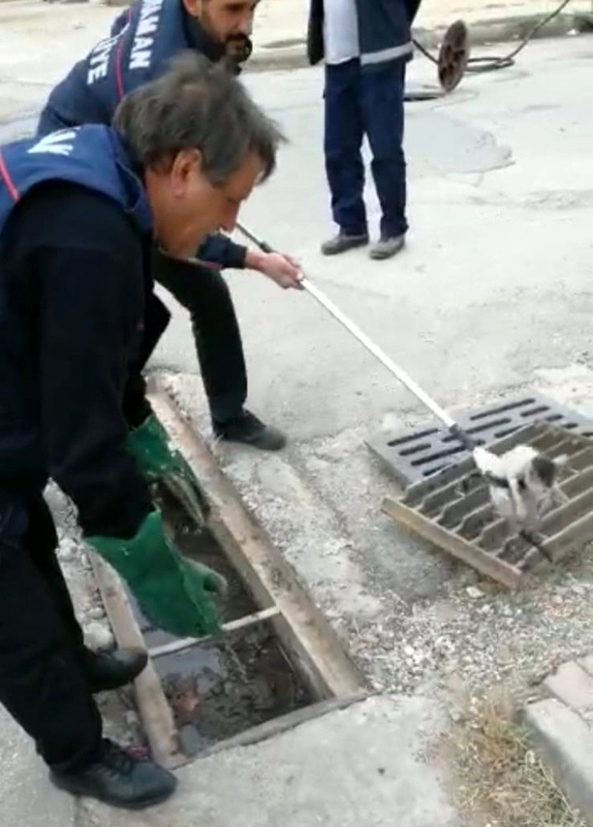 Yavru kedi mazgallardan drenaj kanalına düştü