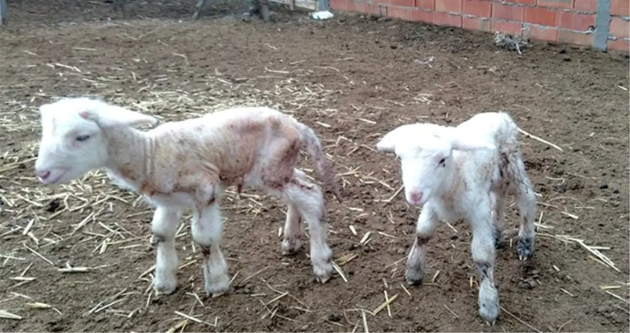 Doğumda annesini kaybeden kuzu "Anne, anne" diye meliyor