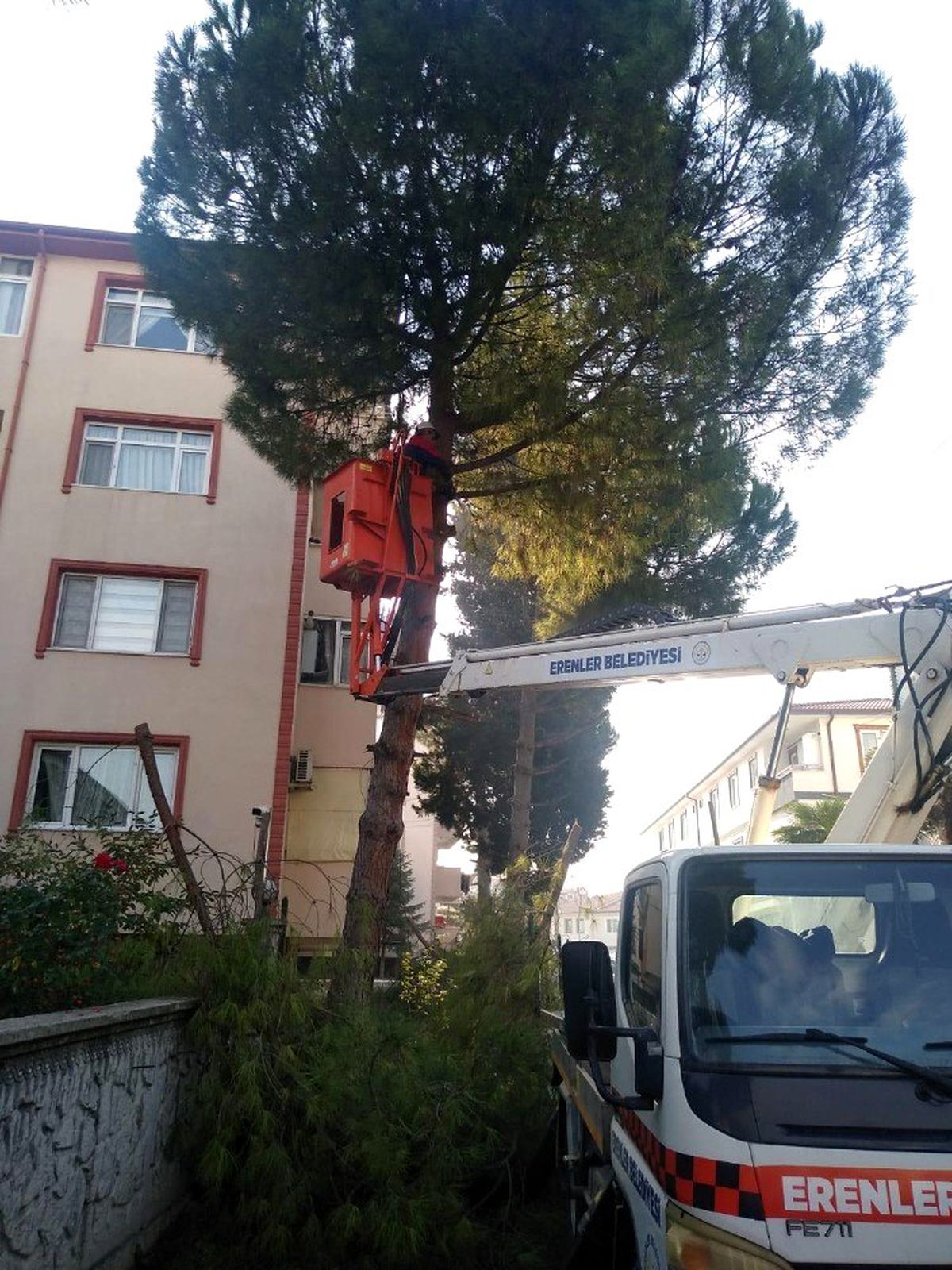 Erenler\'de ağaç budama çalışmaları devam ediyor