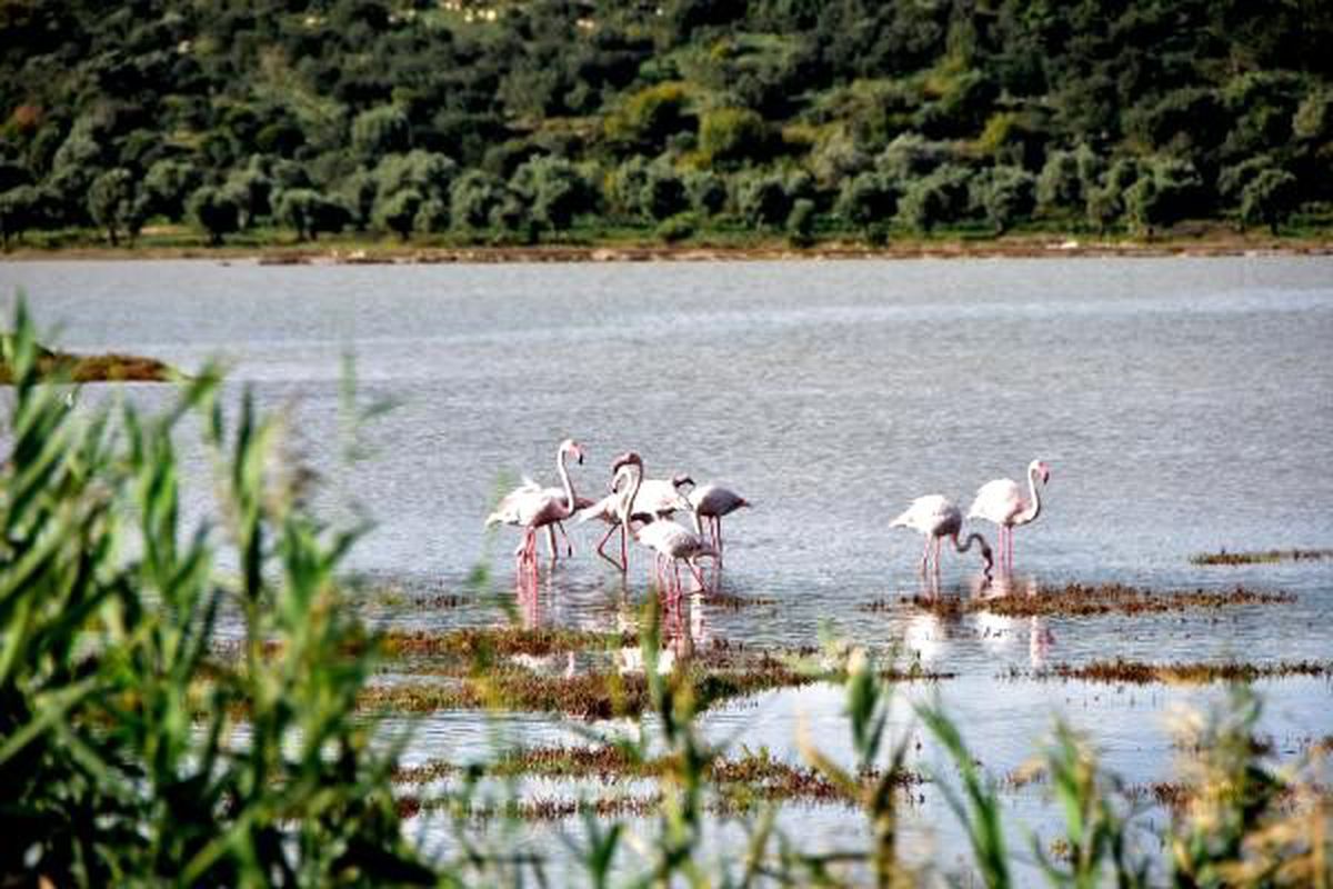 Flamingolar, sulak alanda görsel şölen oluşturdu