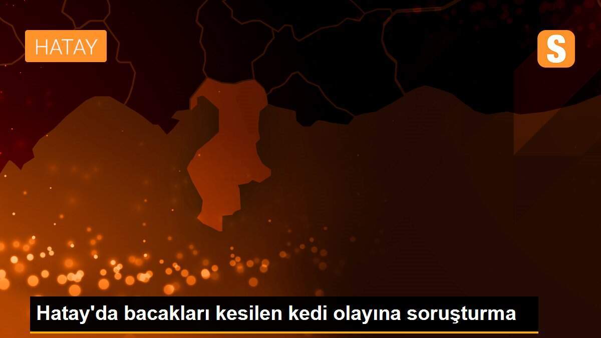 Hatay\'da bacakları kesilen kedi olayına soruşturma