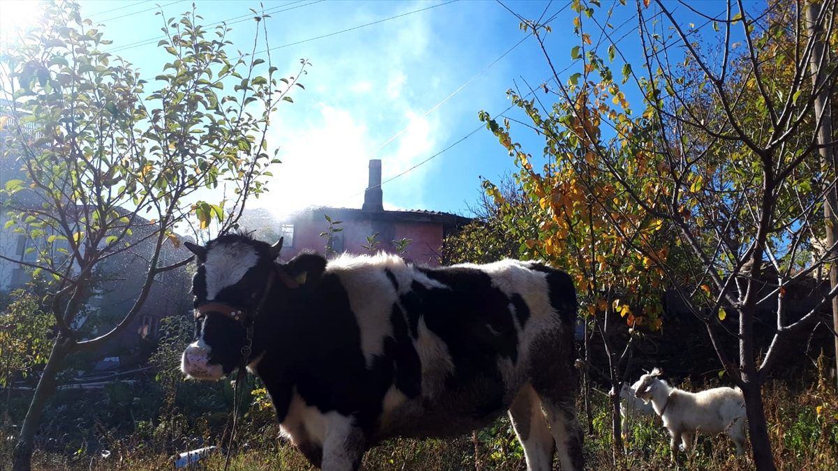 Kale\'de ev yangını maddi hasara neden oldu