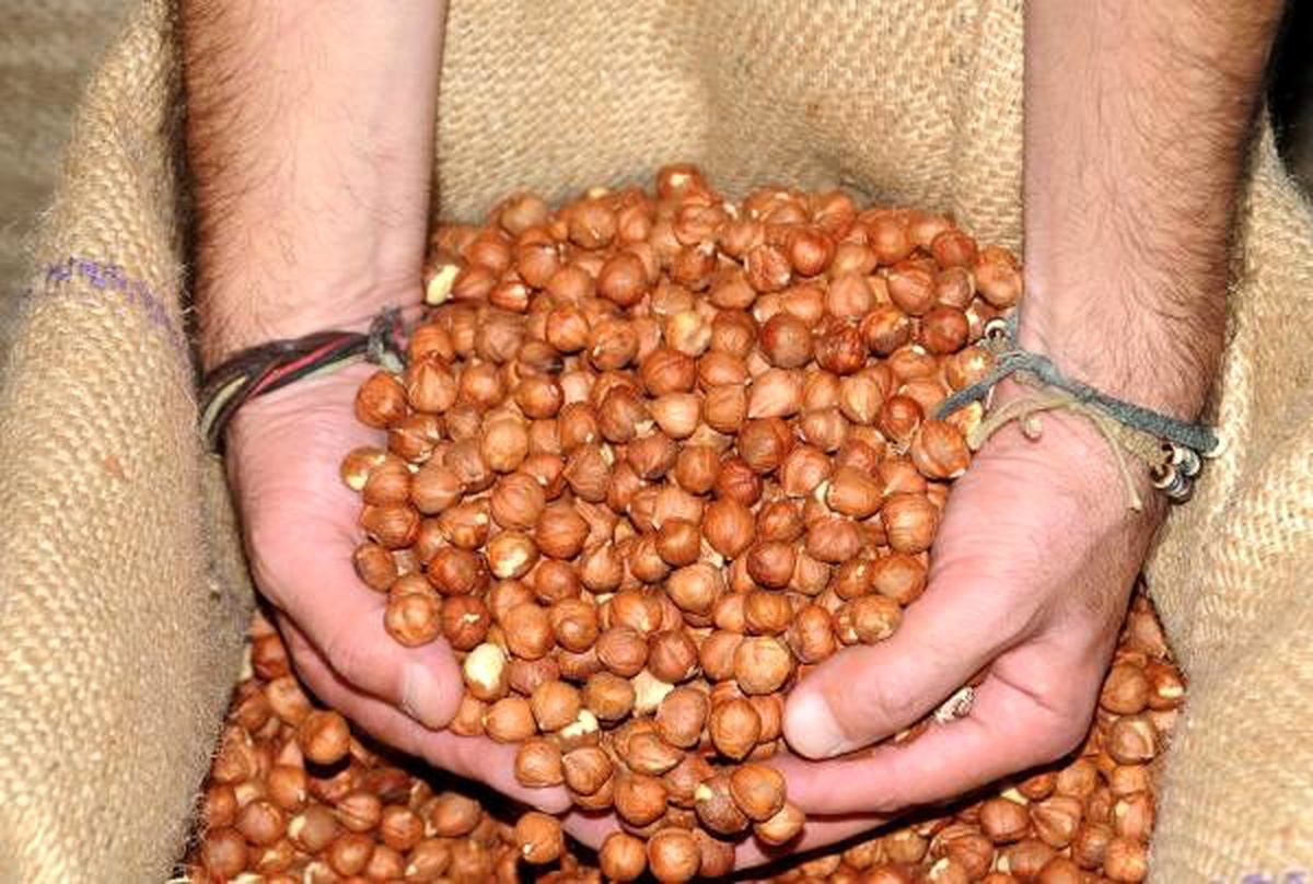 Karadeniz\'de uzun yaşamın sırrı; hamsi ve fındık