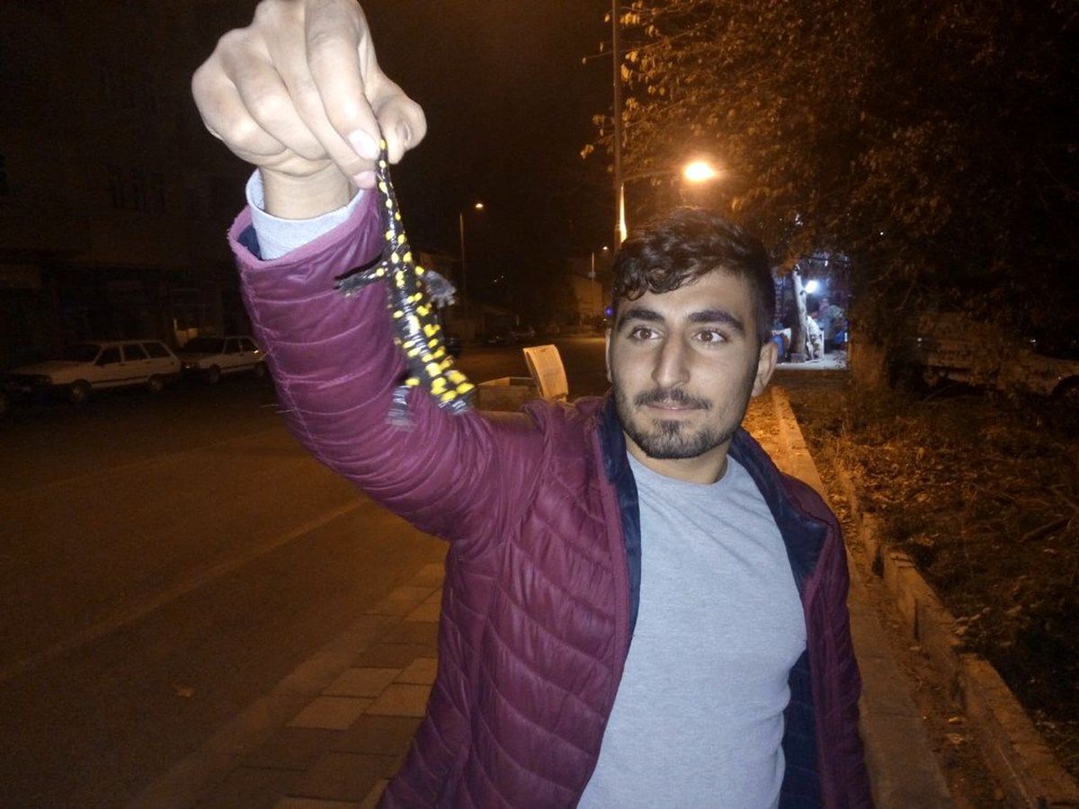 Malatya\'da sarı benekli semender bulundu