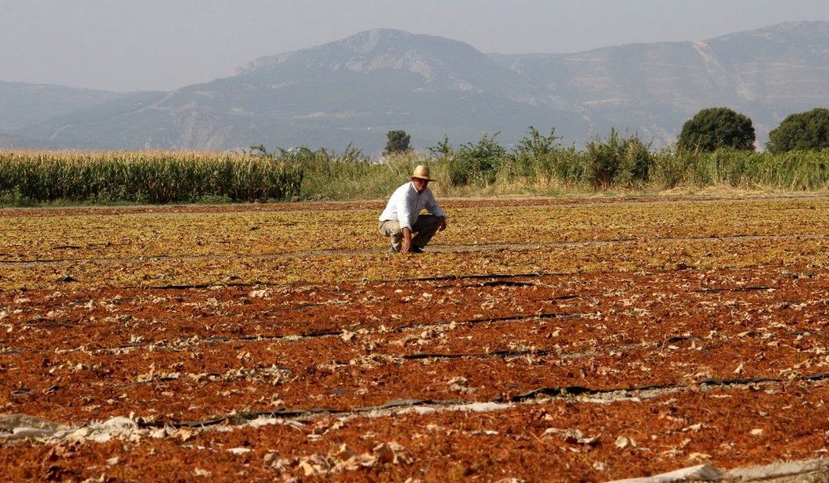 Manisa, kurutmalık ve sofralık çekirdeksiz üzüm üretiminde ilk sırada