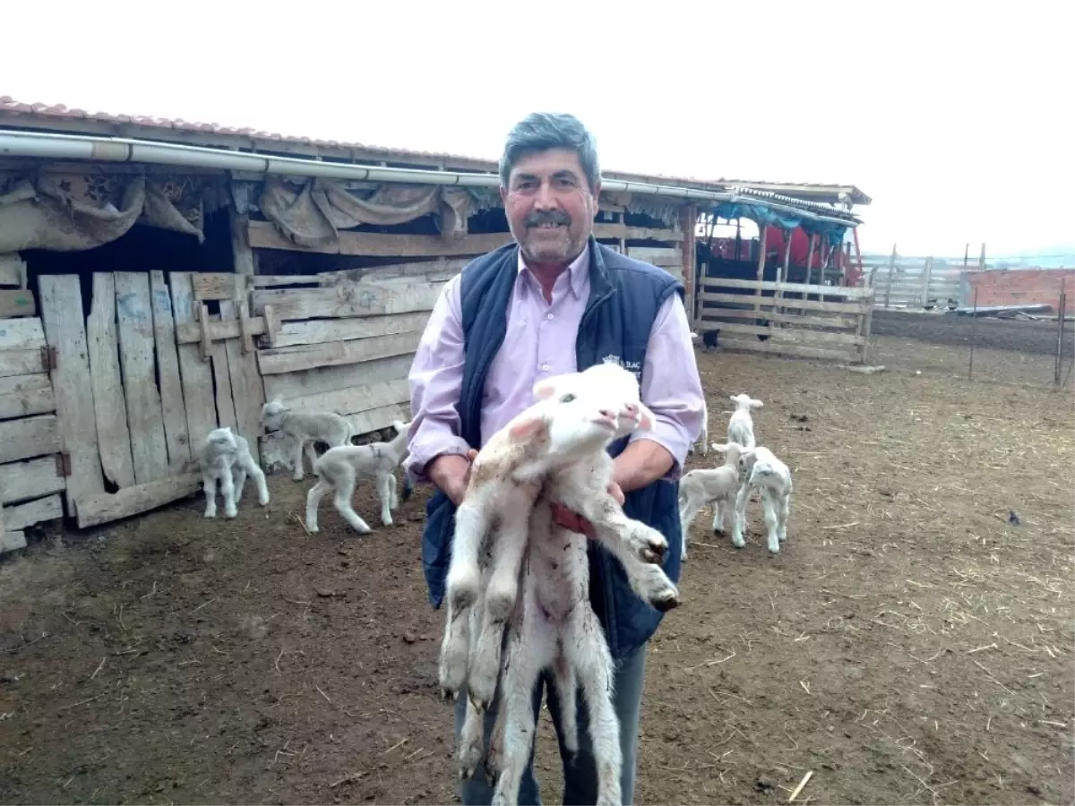 Öksüz kalan kuzu "anne, anne" diye meliyor