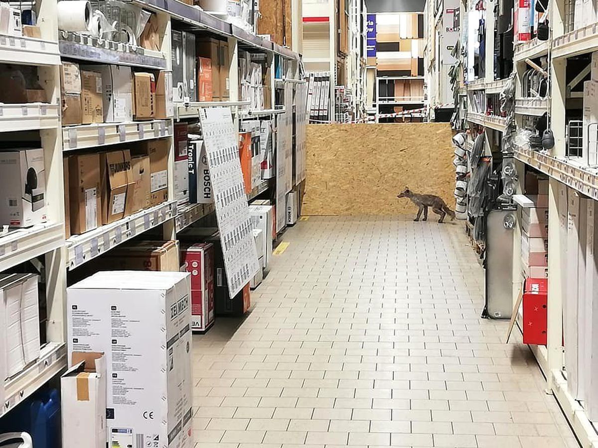 Polonya\'da hasta tilki, alışveriş merkezine girdi