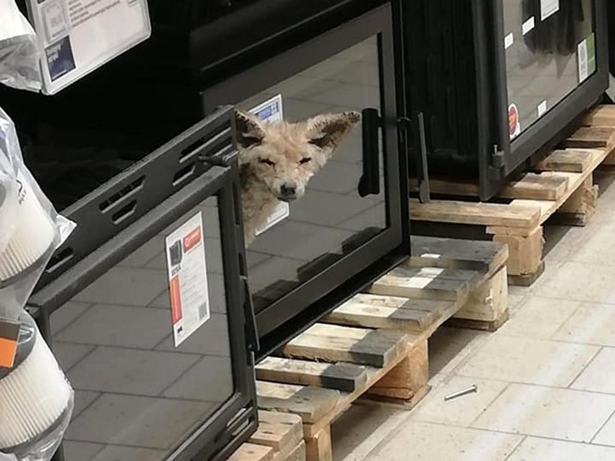 Polonya\'da hasta tilki, alışveriş merkezine girdi