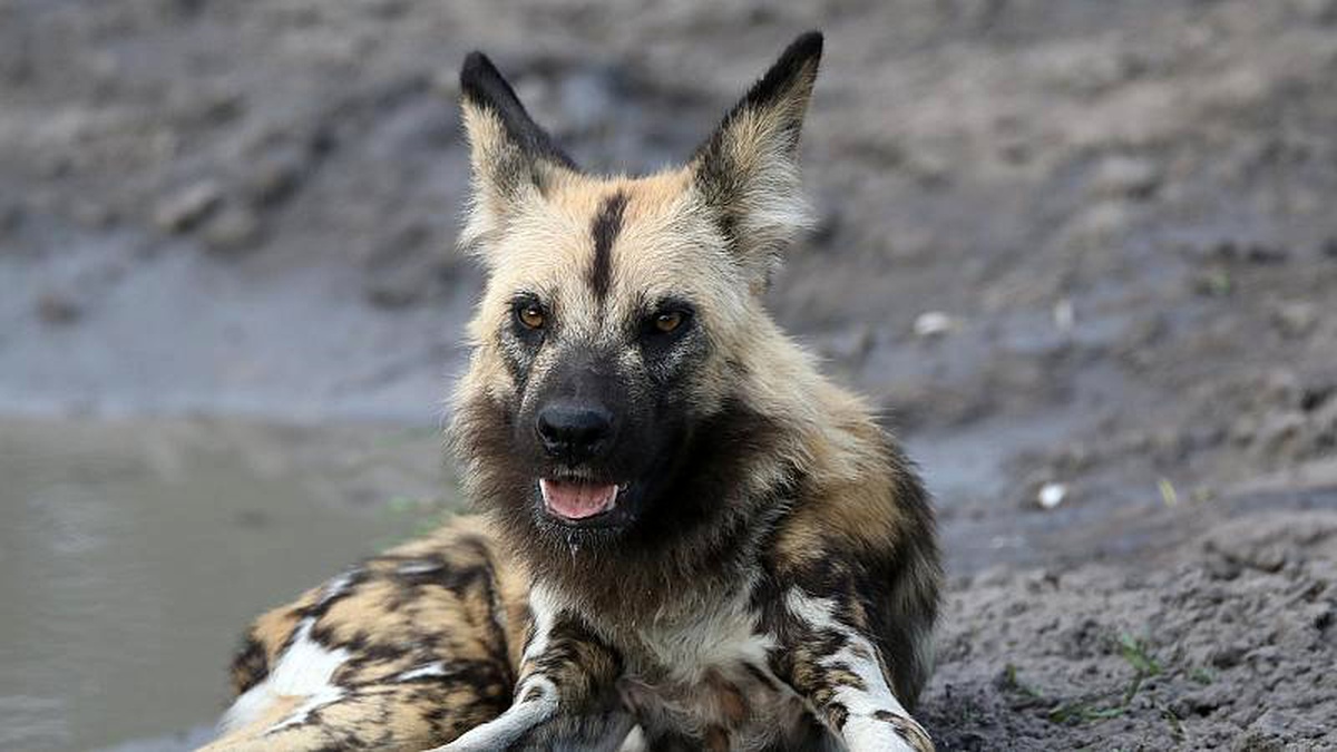 Sibirya\'da 18 bin yıllık bozulmamış köpek fosili bulundu