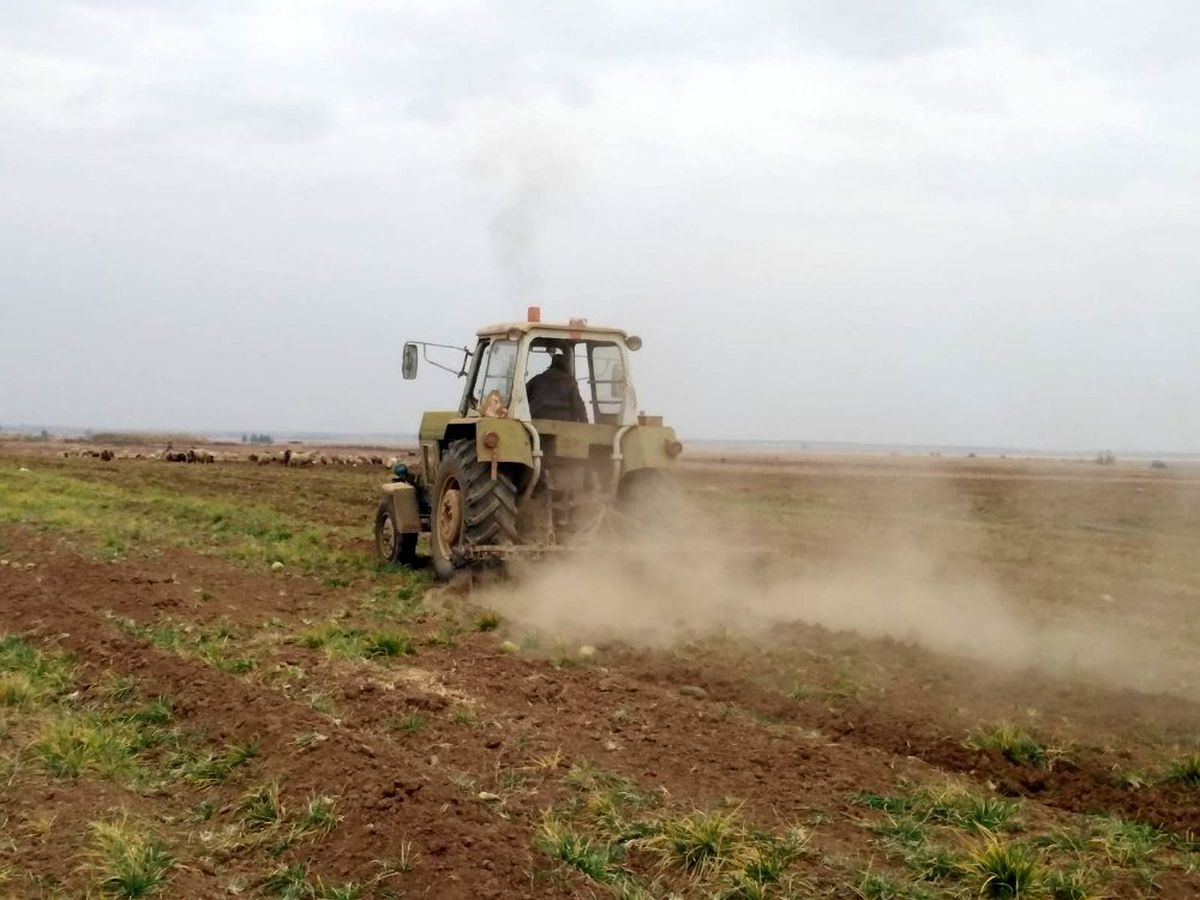 Tel Abyad\'da buğday hasadı başladı