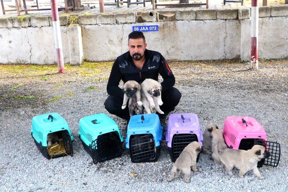 Terörle mücadelede kangal köpekleri görev alacak