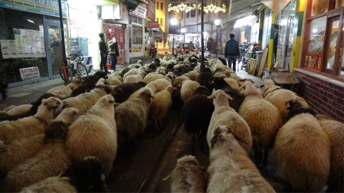 Trafik durdu, koyun sürüsü yoldan geçti