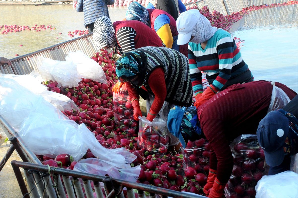 Turp üretiminin yüzde 70\'ini gerçekleştiren Osmaniye\'de hasat başladı