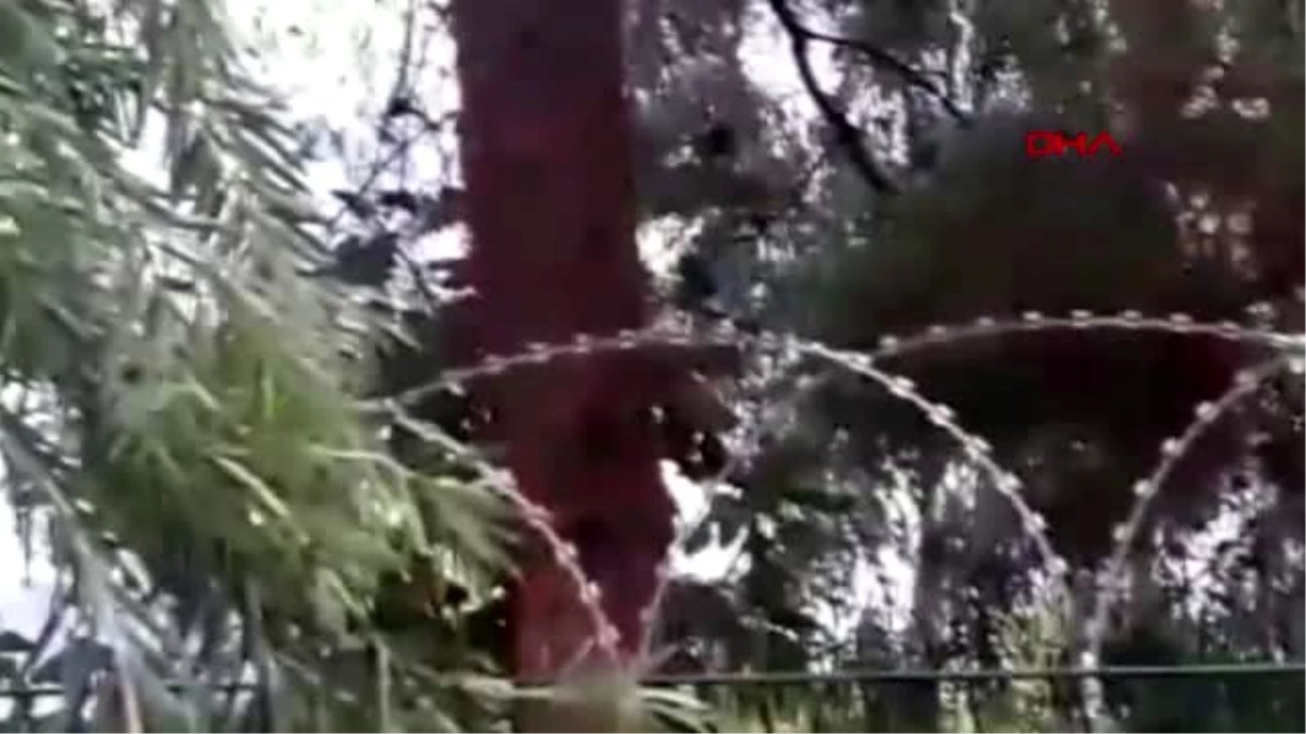 Adana kozan\'da ağaçta mahsur kalan kedi kurtarıldı